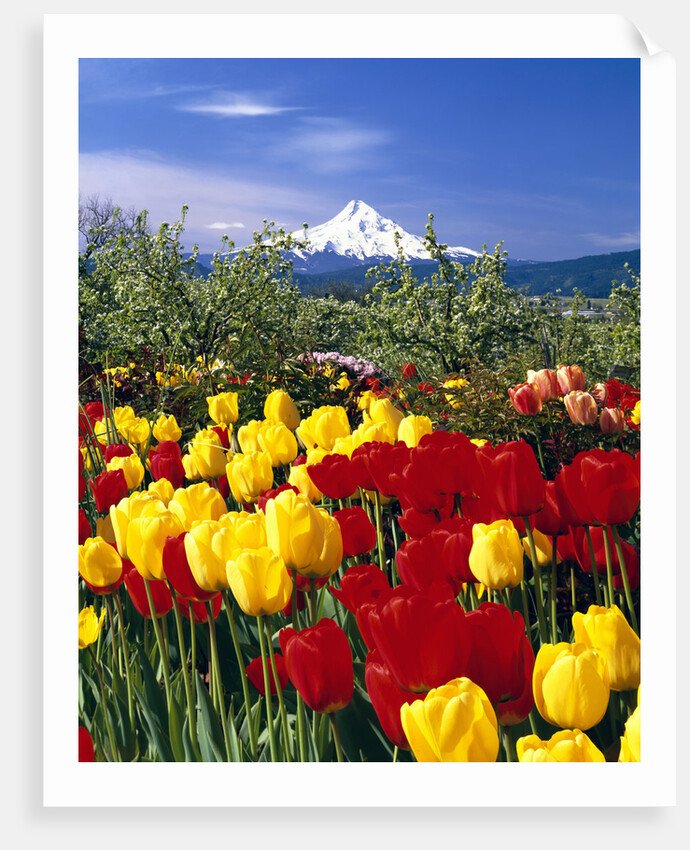 Blooming Tulips and Mount Hood by Anonymous
