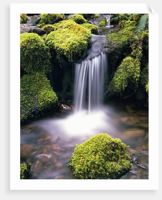 Mossy Rocks and Creek Waterfall by Anonymous