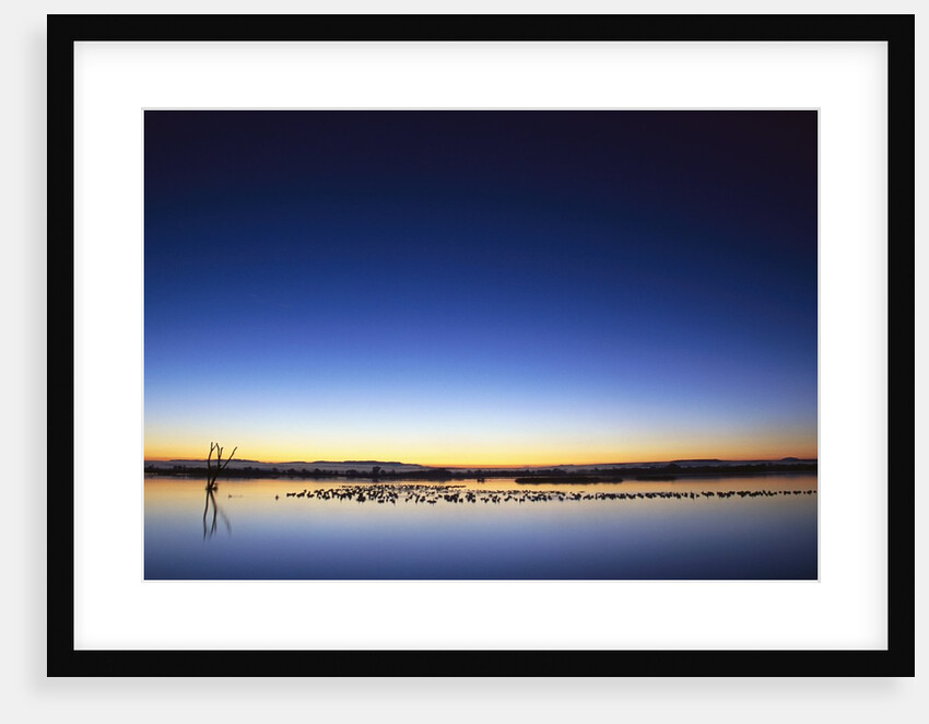 Sunset over Snow Geese on Water by Anonymous