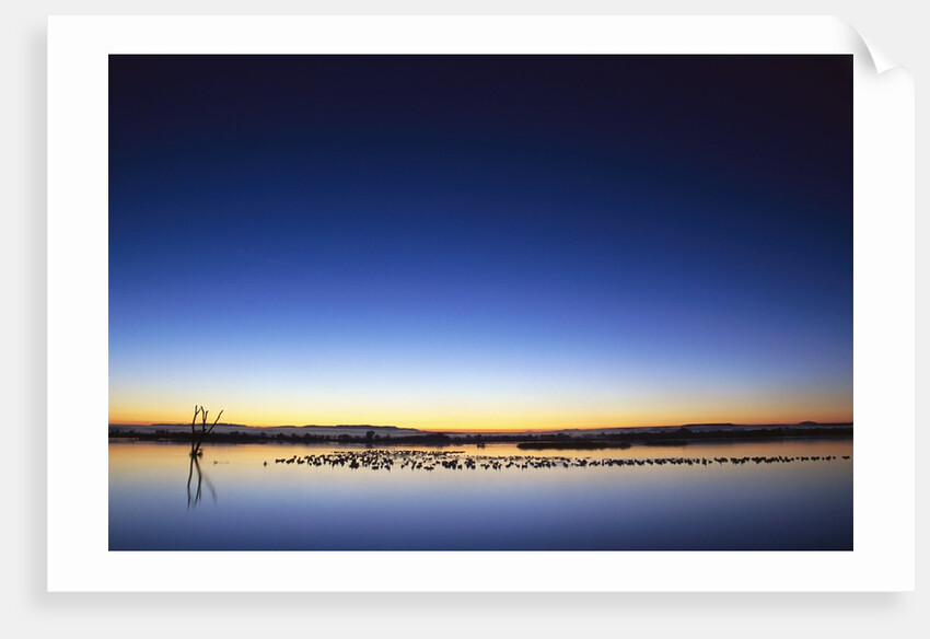 Sunset over Snow Geese on Water by Anonymous