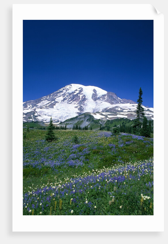 Mount Rainier and Wildflower Meadow by Anonymous