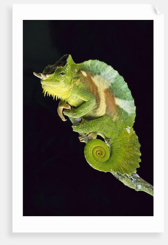 Chameleon Perched on Branch by Anonymous