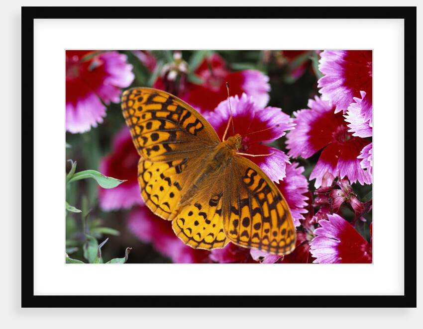 Butterfly Landing on Flowers by Anonymous