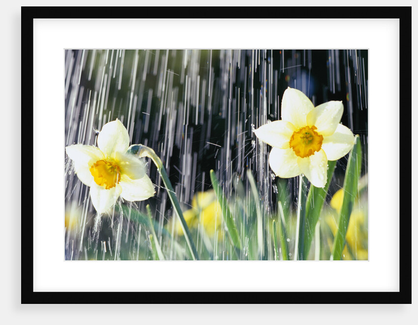 Rain Falling on Daffodils by Anonymous