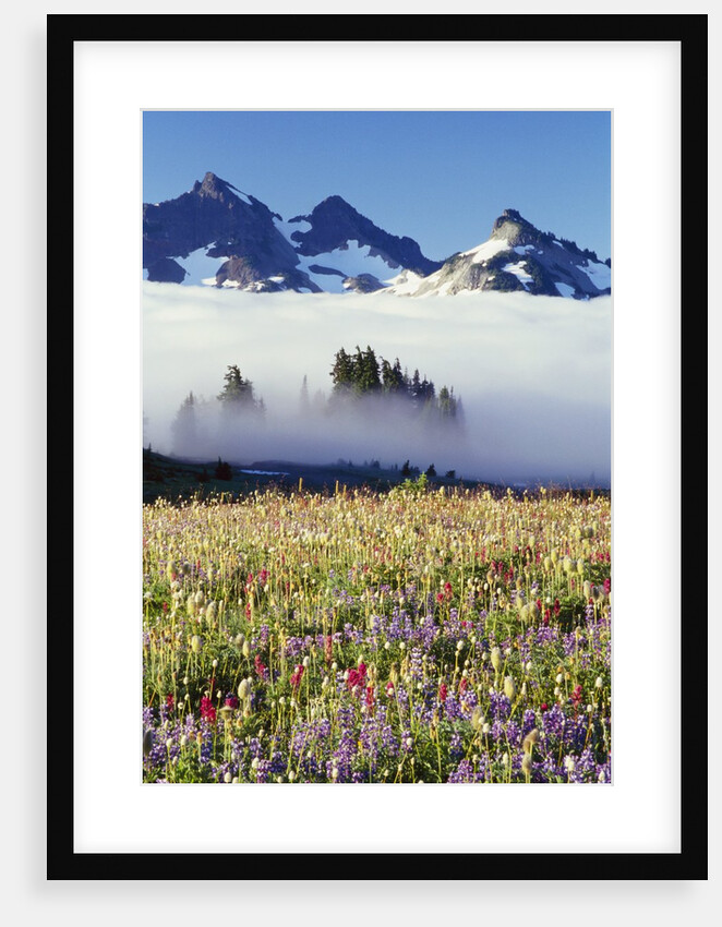 Flower Field Before Foggy Mountains by Anonymous