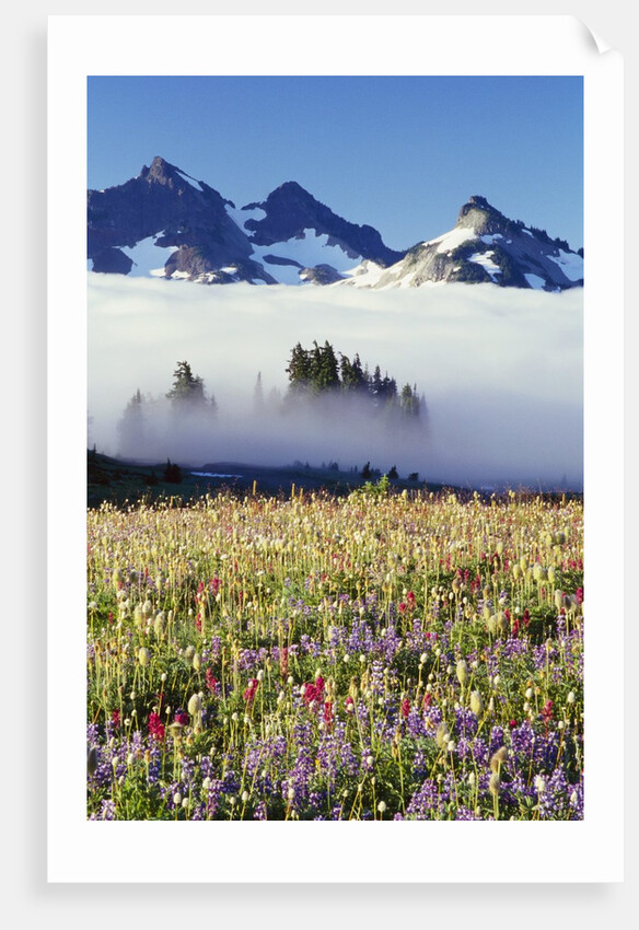Flower Field Before Foggy Mountains by Anonymous
