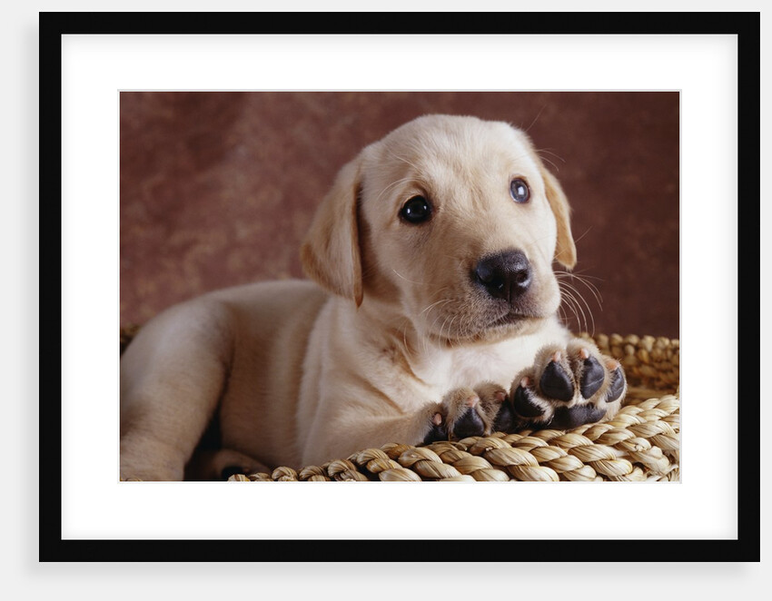 Yellow Lab Puppy in Basket by Anonymous