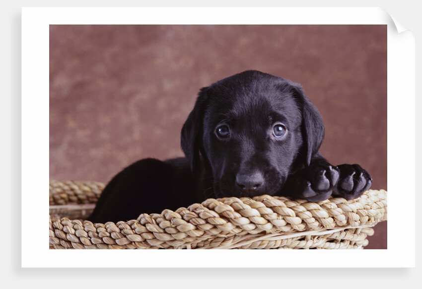 Black Lab Puppy in Basket by Anonymous
