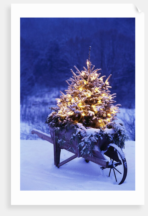 Lighted Christmas Tree in Wheelbarrow by Anonymous