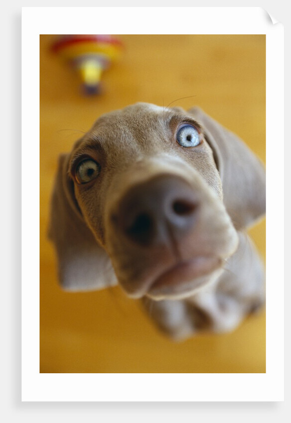 Weimaraner Puppy Staring by Anonymous