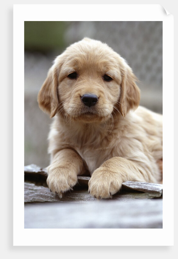 Golden Retriever Puppy by Anonymous