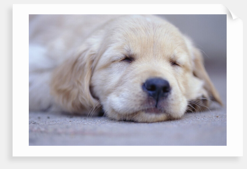 Golden Retriever Puppy Sleeping by Anonymous