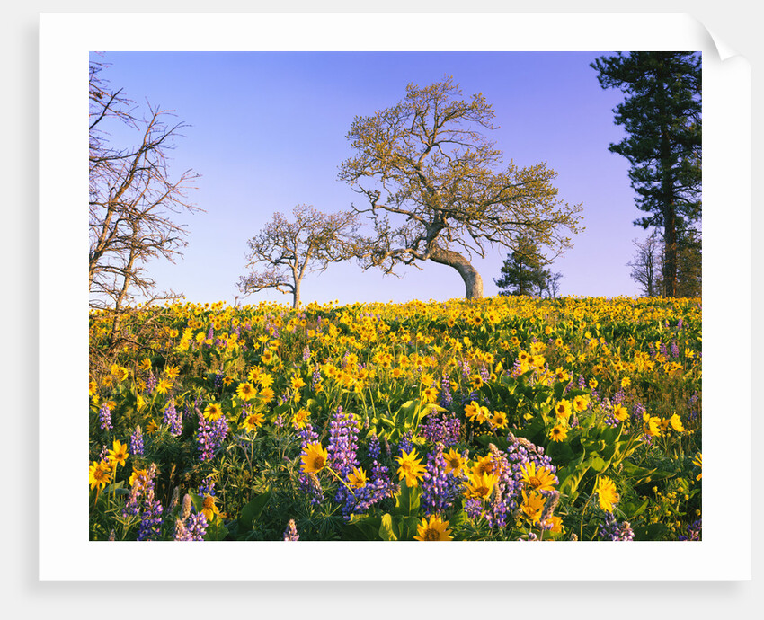 Field of Lupines and Sunflowers by Anonymous