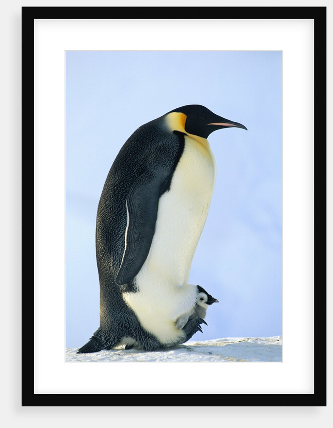 Penguin Chick Warming Under Adult by Anonymous