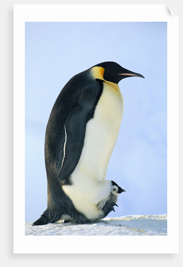 Penguin Chick Warming Under Adult by Anonymous