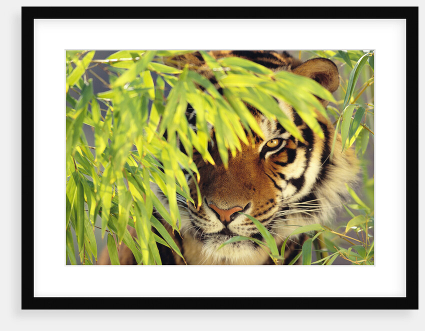 Bengal Tiger Hiding Behind Leaves by Anonymous