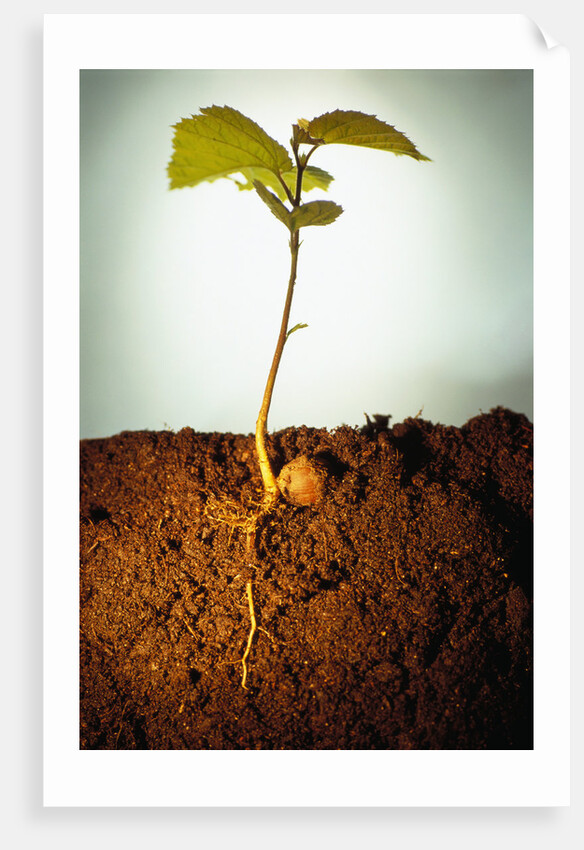 Hazel Tree Seedling and Exposed Root by Anonymous
