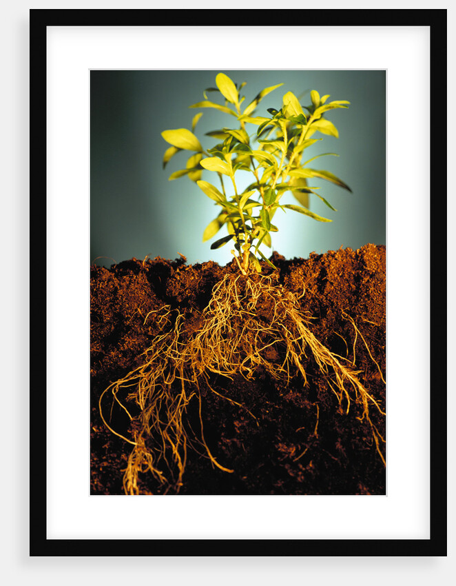Plant with Roots Digging into Soil by Anonymous