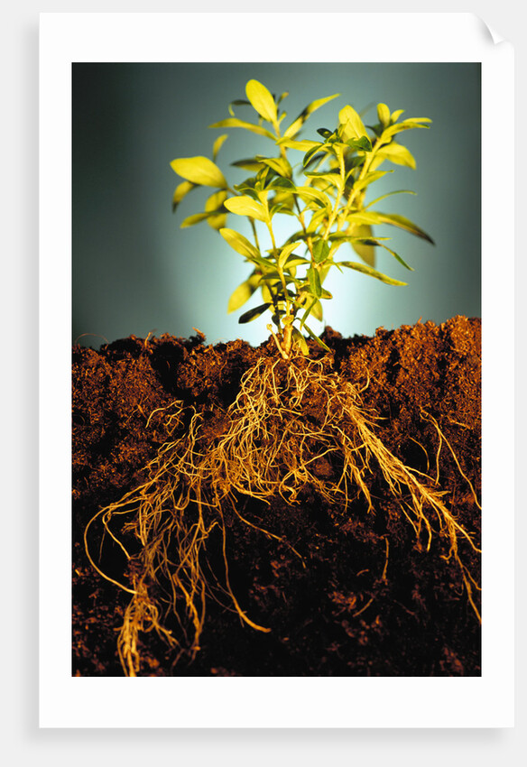Plant with Roots Digging into Soil by Anonymous