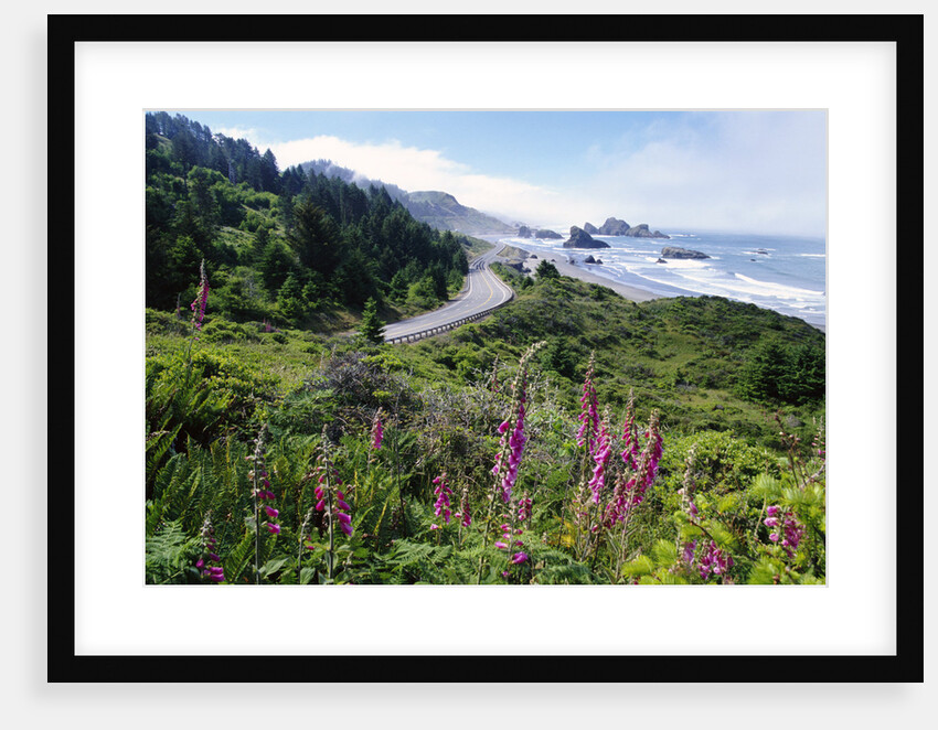 Coastal Foliage and Highway by Anonymous