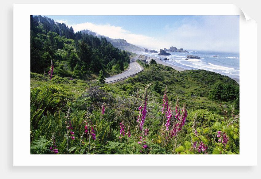Coastal Foliage and Highway by Anonymous