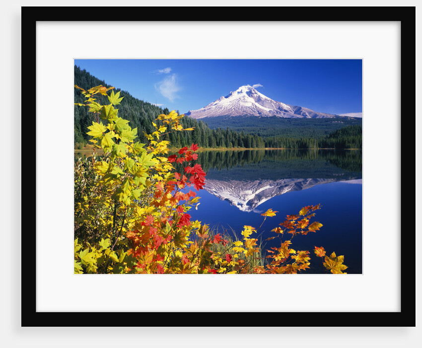 Autumn Leaves Growing Near Mount Hood and Trillium Lake by Anonymous