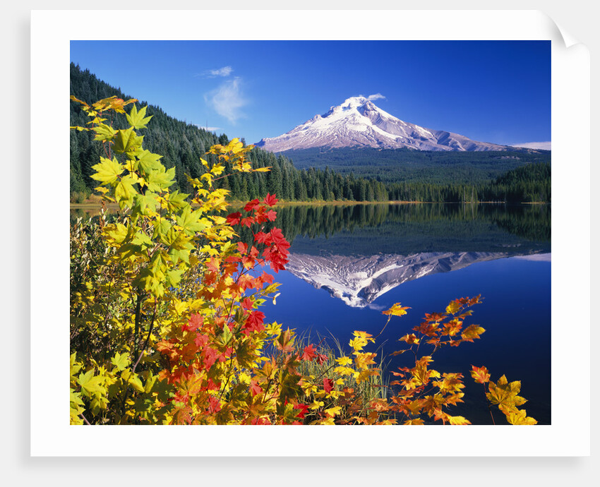 Autumn Leaves Growing Near Mount Hood and Trillium Lake by Anonymous
