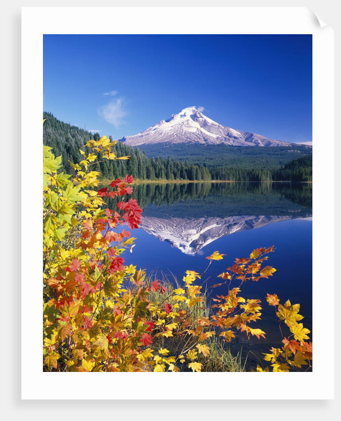 Autumn Leaves Growing Near Mount Hood and Trillium Lake by Anonymous