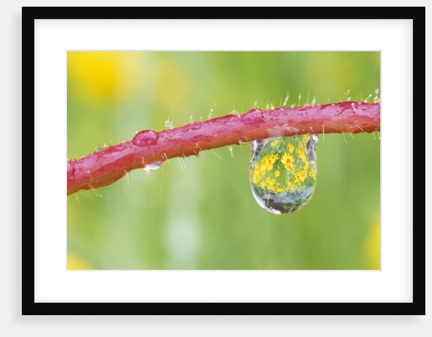 Flowers Reflected in Dew Drop by Anonymous