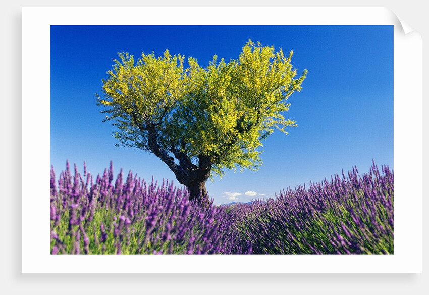 Tree in Lavender Field by Anonymous