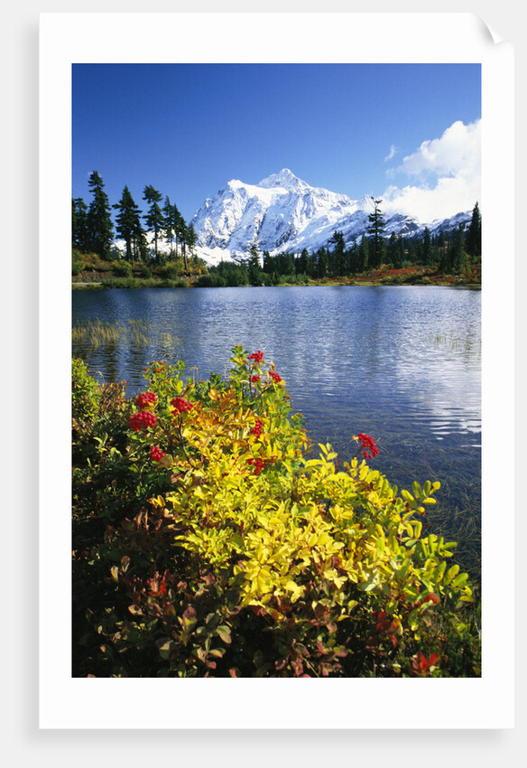 Flowers Growing at Edge of Mountain Lake by Anonymous