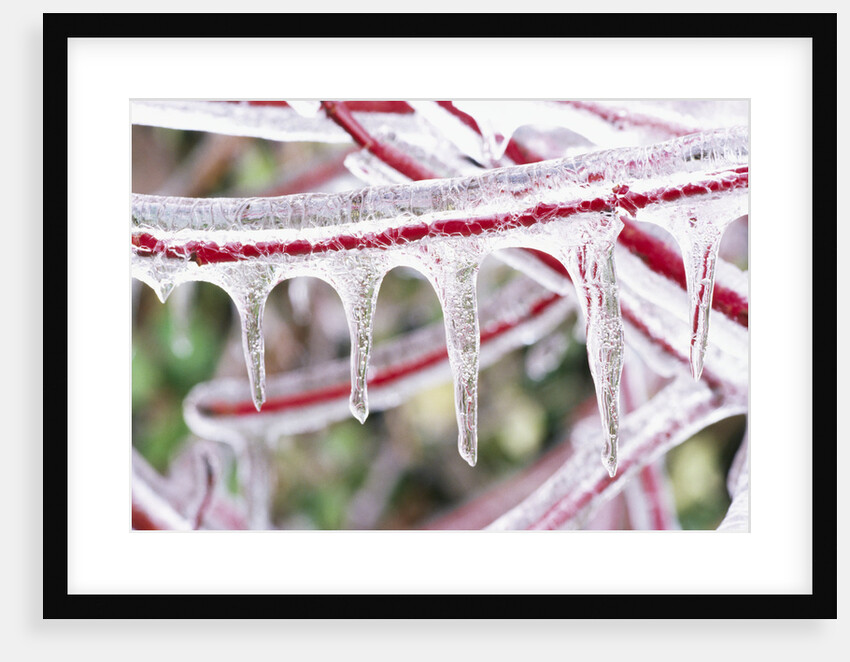 Icicles Hanging from Frozen Plant Stem by Anonymous