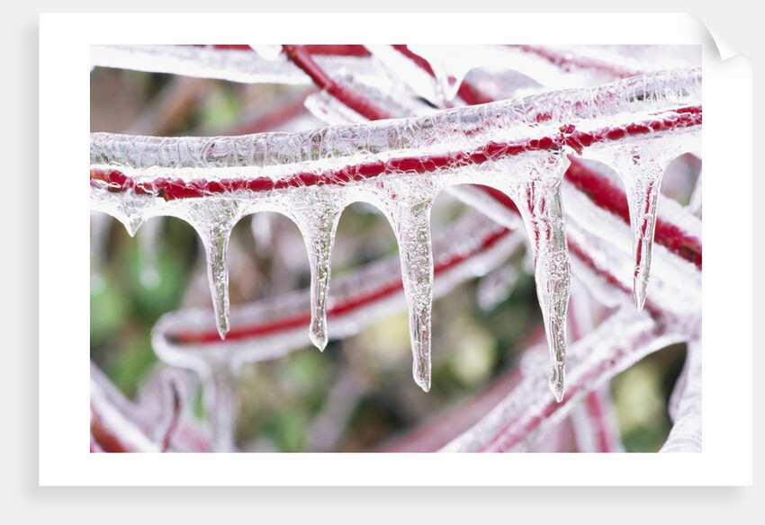 Icicles Hanging from Frozen Plant Stem by Anonymous
