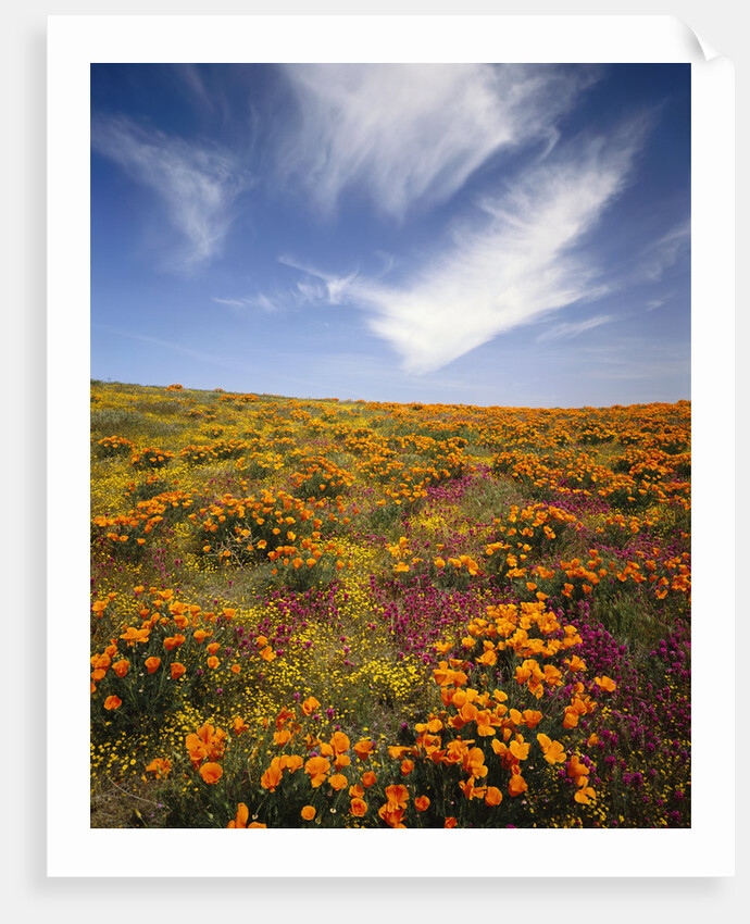 Field of Blooming Flowers by Anonymous