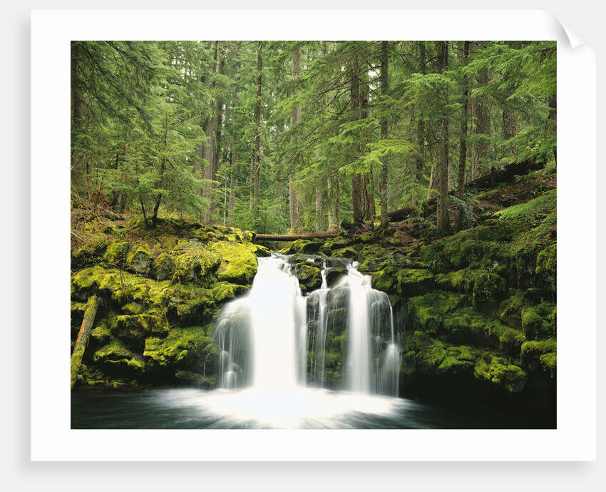 Waterfall Hiding in Lush Forest by Anonymous
