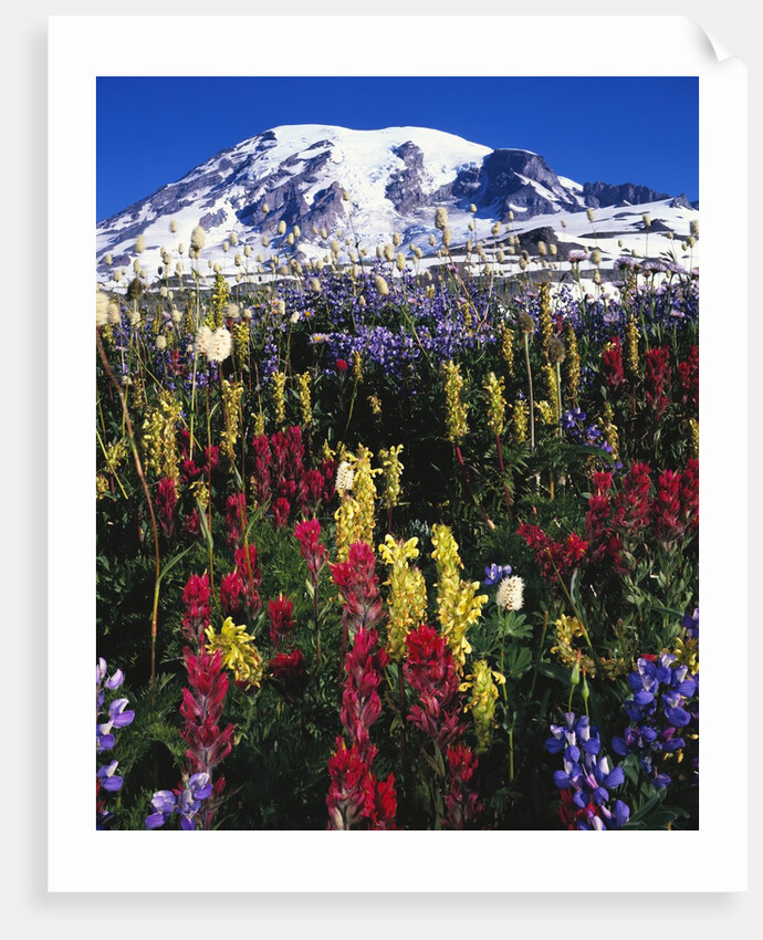 Wildflowers Blooming in Meadow by Anonymous