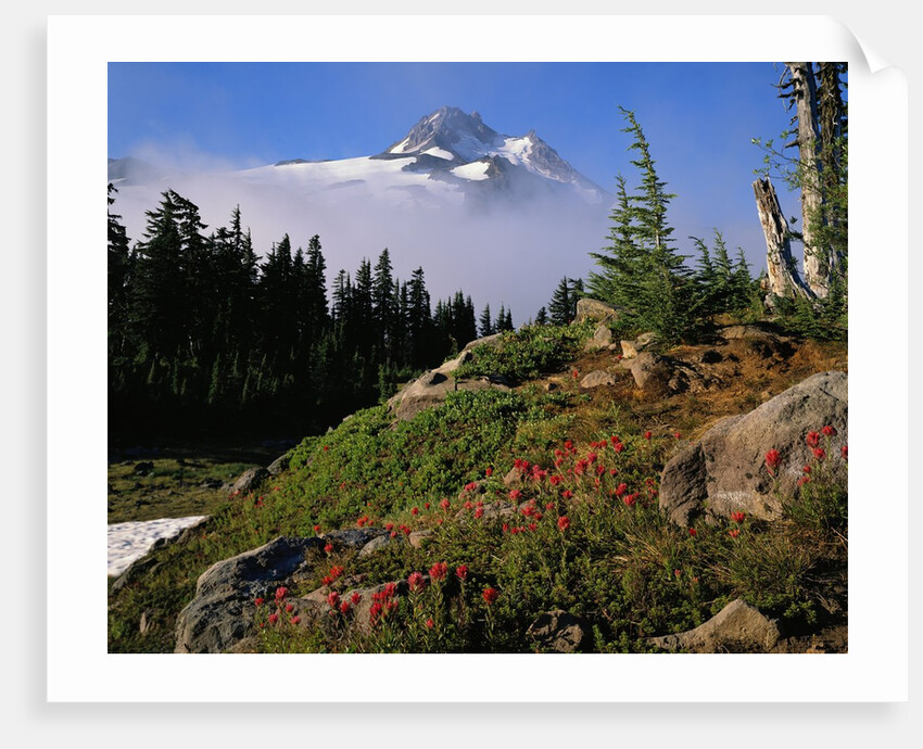 Blooming Indian Paintbrush at Mt. Jefferson by Anonymous