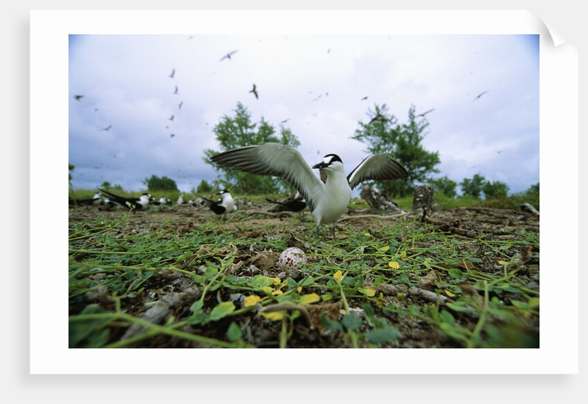 Sooty Tern Protecting Egg by Anonymous