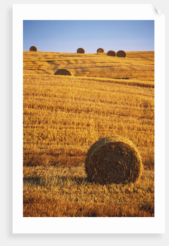 Harvested Fields of Hay by Anonymous