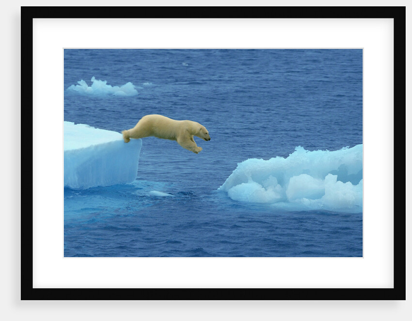 Polar Bear Jumping Ice Floes by Anonymous