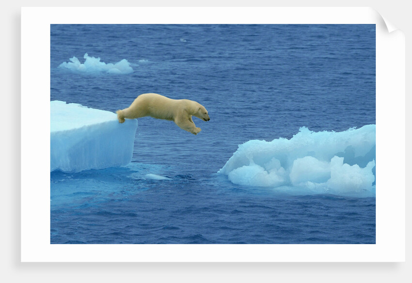 Polar Bear Jumping Ice Floes by Anonymous