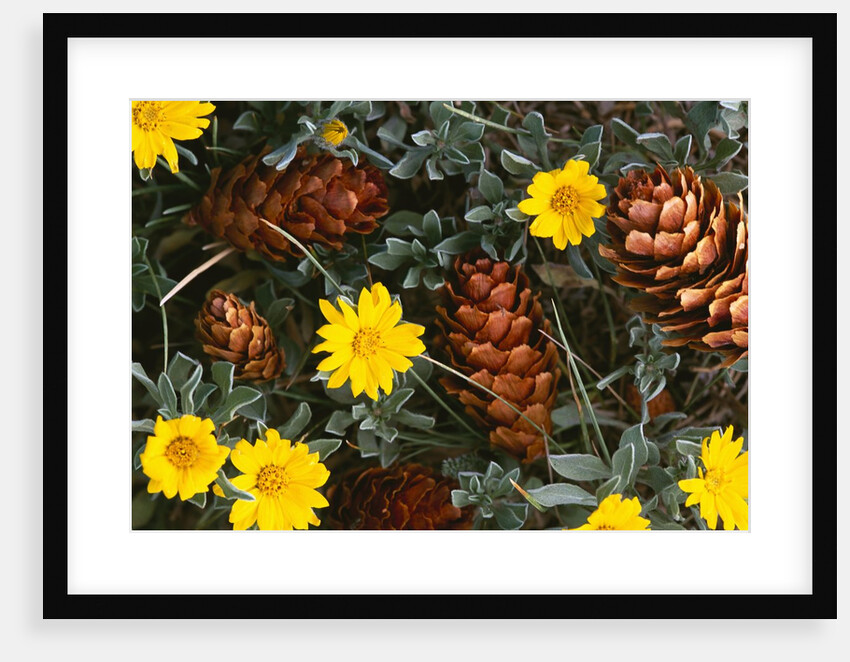 Arrangement of Flowers and Pine Cones by Anonymous