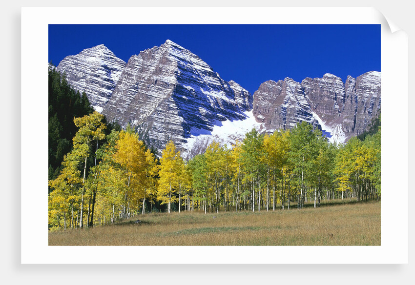 Aspen Trees Before Maroon Peaks by Anonymous