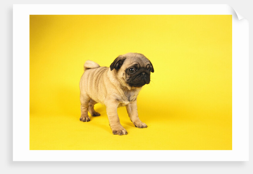 Pug Puppy by Anonymous
