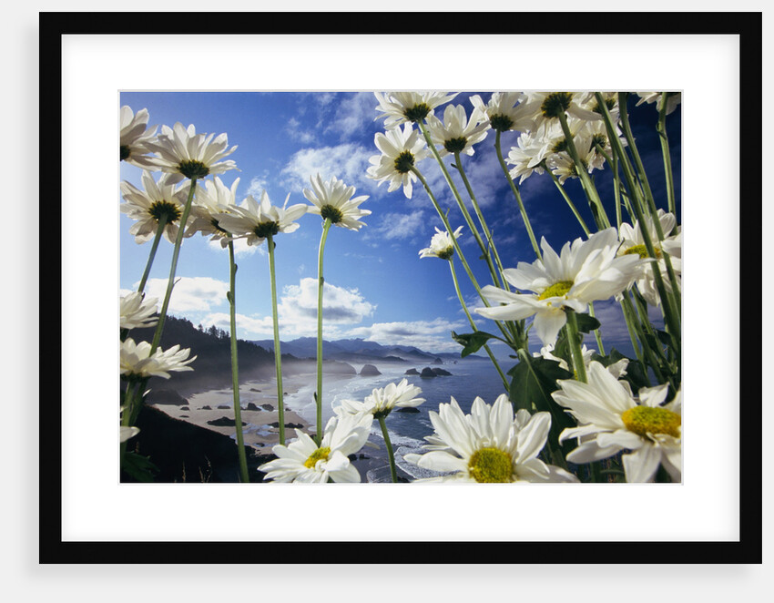 Wildflowers in Bloom Along Coastline by Anonymous