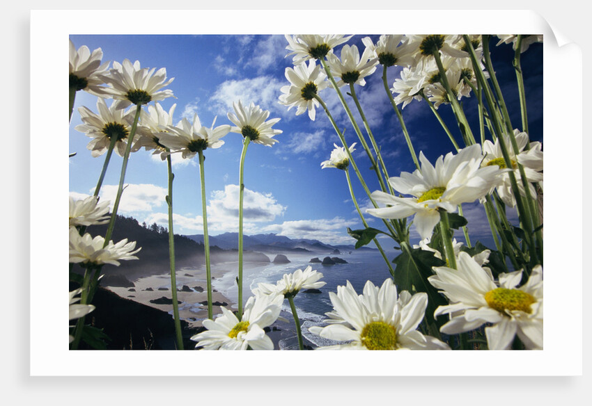 Wildflowers in Bloom Along Coastline by Anonymous
