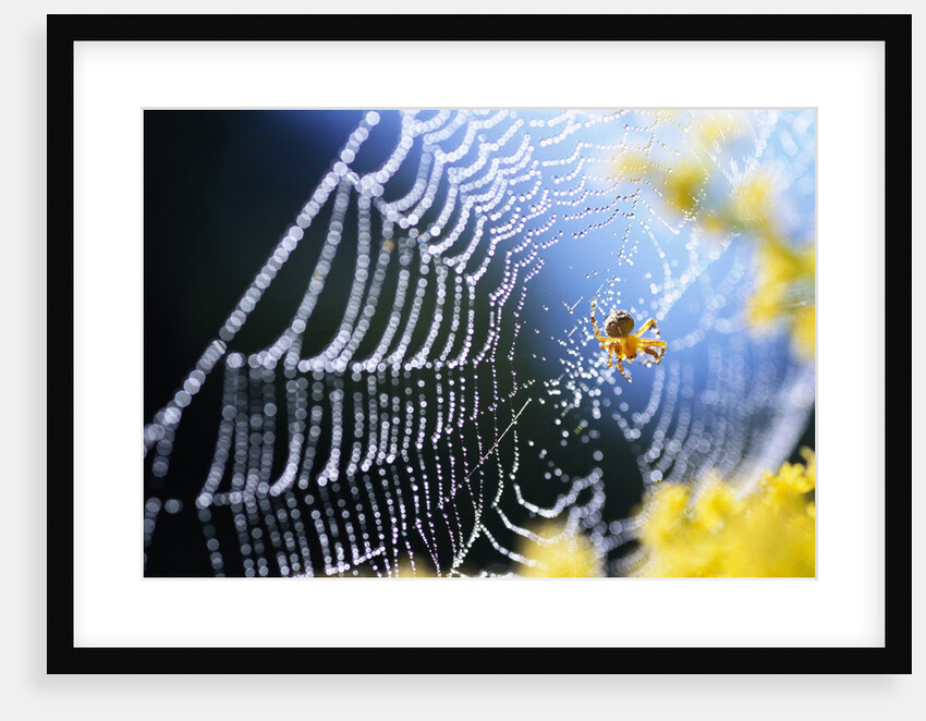 Spider on Dew-Covered Web by Anonymous