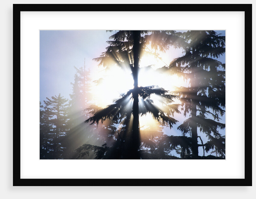 Sunlight Shining Through Trees in Forest by Anonymous