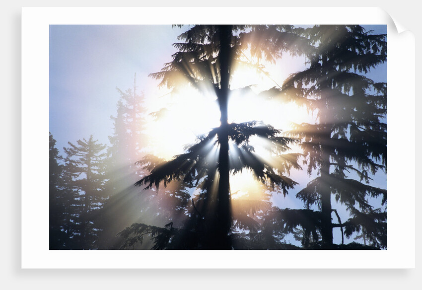 Sunlight Shining Through Trees in Forest by Anonymous