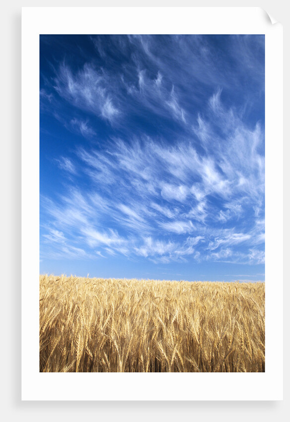 Wispy Clouds Swirling over Wheat Field by Anonymous